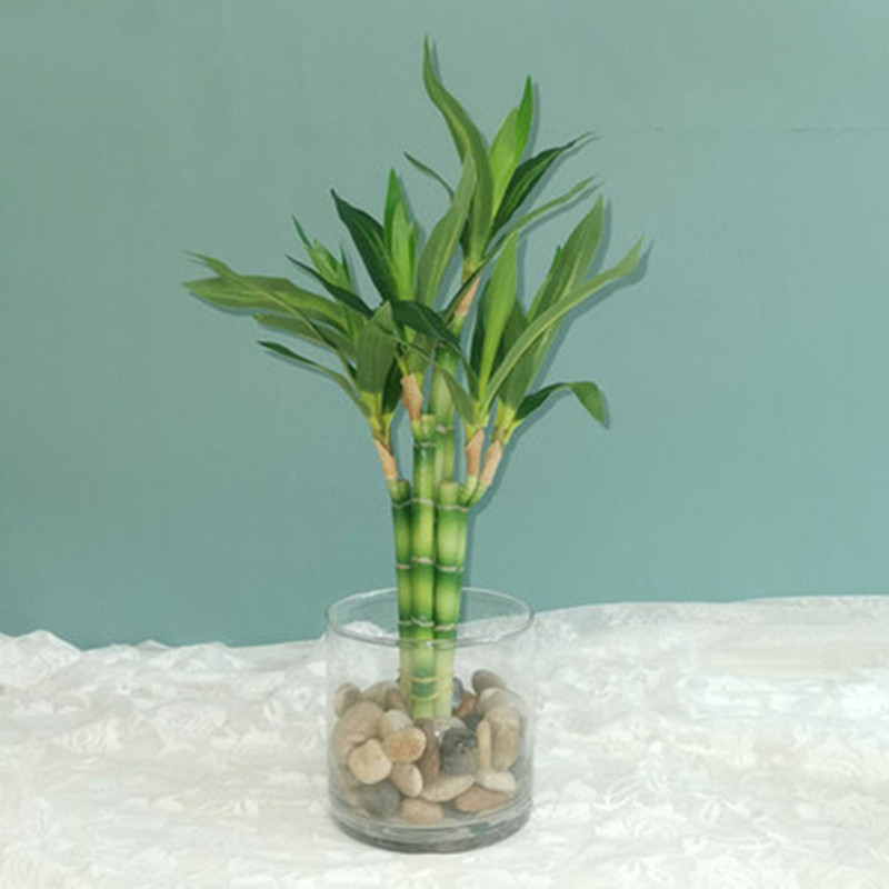 Marine Aquarium Tanks - New 40cm rFtificial Lucky Bamboo Succulent